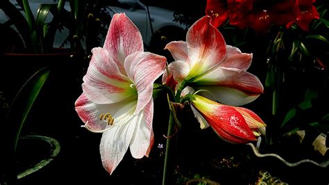 孤挺花的種類|孤挺花:孤挺花（Hippeastrum vittatum）又稱朱頂紅、。